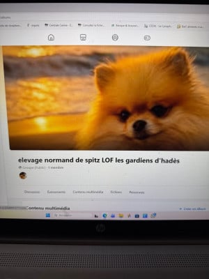 Les chiots de Spitz allemand