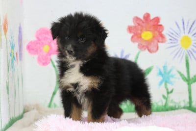 Les chiots de Berger Australien