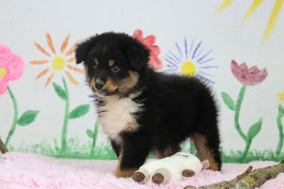 Les chiots de Berger Australien