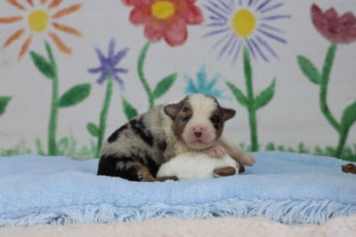 Les chiots de Berger Australien