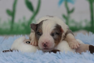 Les chiots de Berger Australien