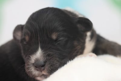 Les chiots de Berger Australien