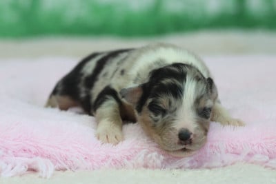 Les chiots de Berger Australien