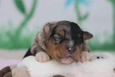Les chiots de Berger Australien