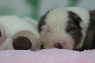Les chiots de Berger Australien