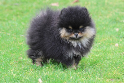 Les chiots de Spitz allemand