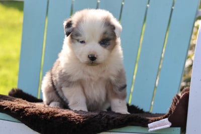 Les chiots de Berger Australien