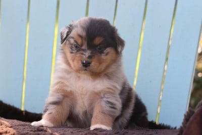 Les chiots de Berger Australien