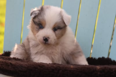 Les chiots de Berger Australien