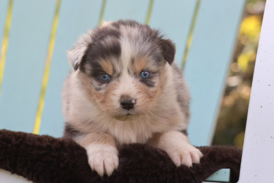 Les chiots de Berger Australien