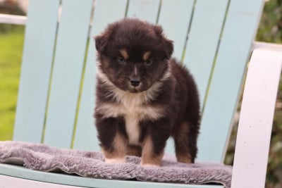 Les chiots de Berger Australien