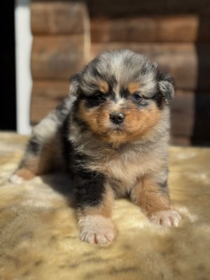 Les chiots de Berger Australien