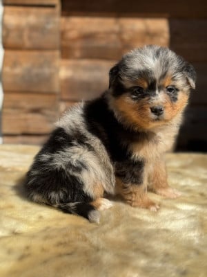 Les chiots de Berger Australien