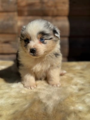 Les chiots de Berger Australien