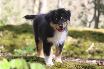 Les chiots de Berger Australien