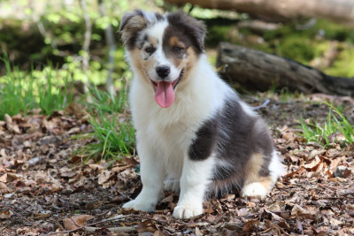 Les chiots de Berger Australien