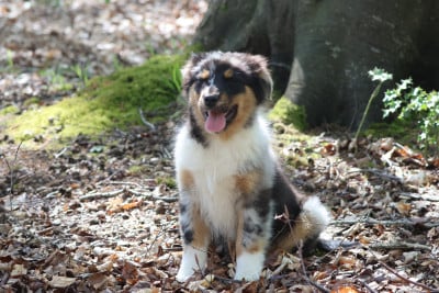 Les chiots de Berger Australien