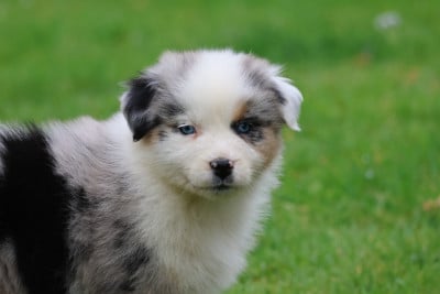 Les chiots de Berger Australien
