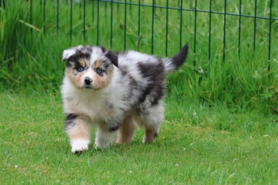 Les chiots de Berger Australien