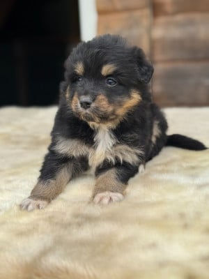 Les chiots de Berger Australien