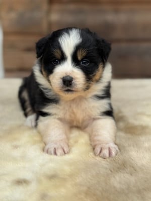 Les chiots de Berger Australien