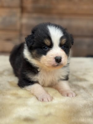 Les chiots de Berger Australien