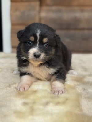 Les chiots de Berger Australien