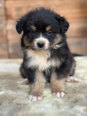 Les chiots de Berger Australien