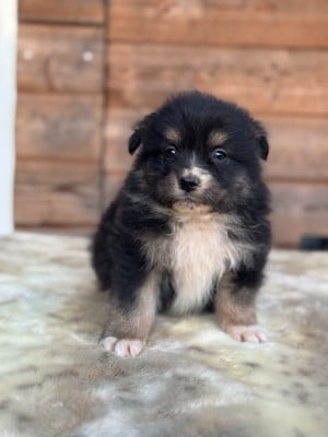 Les chiots de Berger Australien