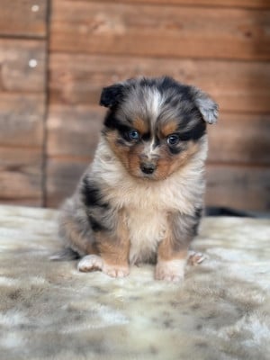 Les chiots de Berger Australien