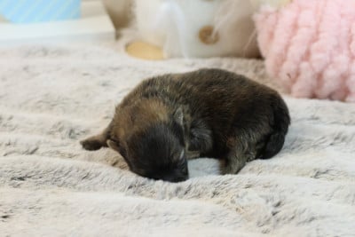 Les chiots de Spitz allemand