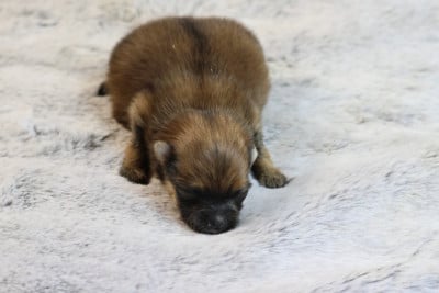 Les chiots de Spitz allemand