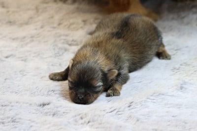 Les chiots de Spitz allemand