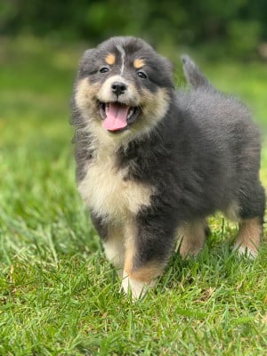 Les chiots de Berger Australien