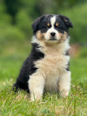 Les chiots de Berger Australien