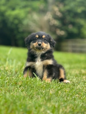 Les chiots de Berger Australien