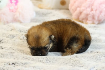 Les chiots de Spitz allemand