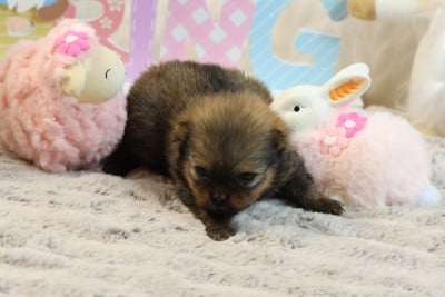 Les chiots de Spitz allemand