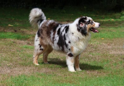 Les chiots de Berger Australien