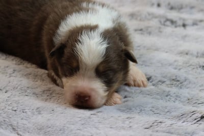 Les chiots de Berger Australien