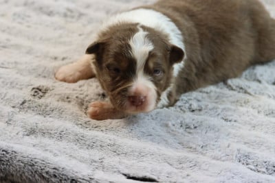 Les chiots de Berger Australien