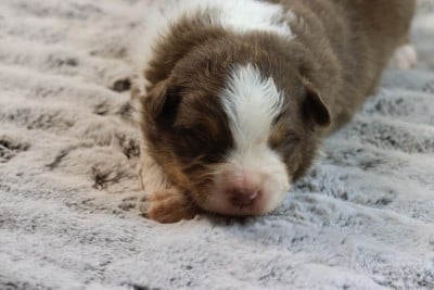 Les chiots de Berger Australien