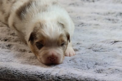 Les chiots de Berger Australien