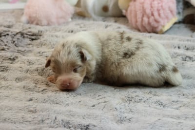 Les chiots de Berger Australien