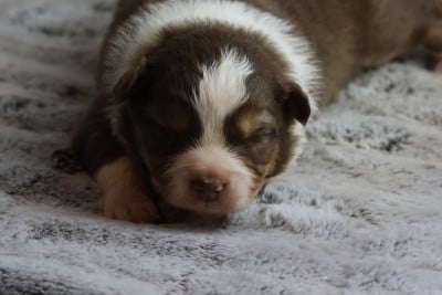 Les chiots de Berger Australien