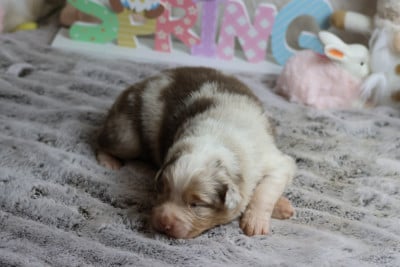 Les chiots de Berger Australien