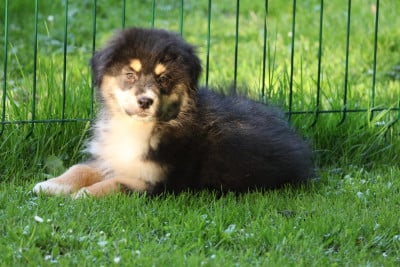 Les chiots de Berger Australien