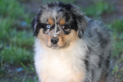 Les chiots de Berger Australien