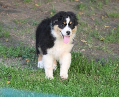 Les chiots de Berger Australien