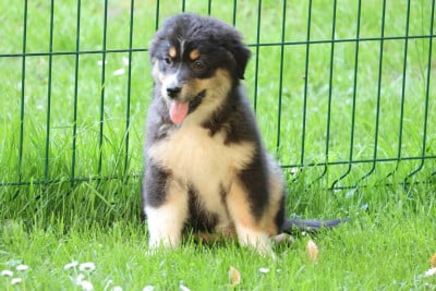 Les chiots de Berger Australien